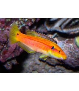 Bodianus bimaculatus (Twin Spot Hogfish)