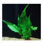 Bolbitis asiatica - Pot