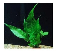 Bolbitis asiatica - Pot