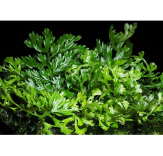 Bolbitis difformis on driftwood 5 - 6 "