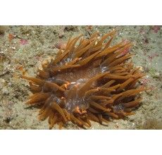 Brown Flat Anemone