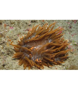 Brown Flat Anemone