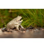 Budgett’s frog