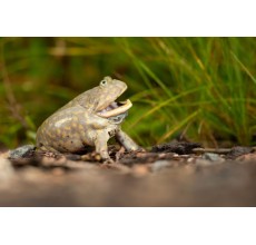 Budgett’s frog