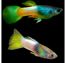 Bumble Bee Guppy (Male) - Poecilia reticulata