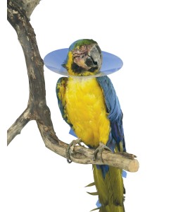 Buster Bird Collar 80mm, Pack of 10