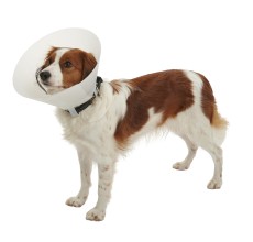 Buster Classic Dog Collar 12.5cm, Pack of10