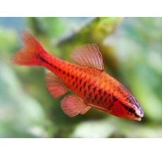 Cherry Barb