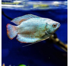 Cobalt Blue Dwarf Gourami