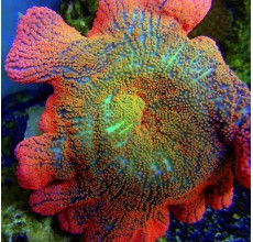 Colored Carpet