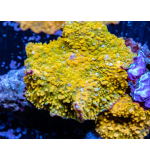 Corellamorph Corellamorph: Orange / Gold (Polyps 70)