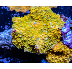 Corellamorph Corellamorph: Orange / Gold (Polyps 70)