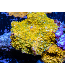 Corellamorph Corellamorph: Orange / Gold (Polyps 70)