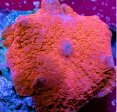 Corellamorph Corellamorph: Red/ Blue (Per Head)