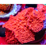 Corellamorph Corellamorph: Red Dark (Polyps 40)
