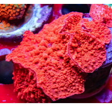 Corellamorph Corellamorph: Red Dark (Polyps 40)