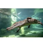 Crocodile park Single Entry