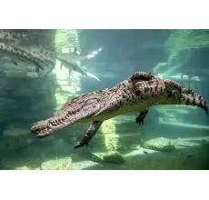 Crocodile park Single Entry
