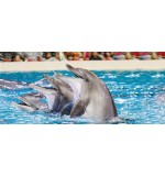 Dolphin Show Single Entry