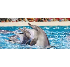 Dolphin Show Single Entry