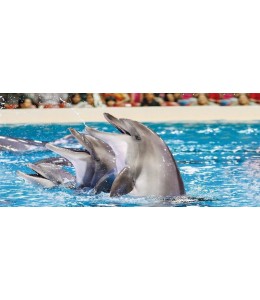 Dolphin Show Single Entry