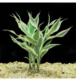 Dracaena sanderiana - Pot