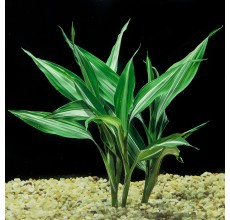 Dracaena sanderiana(Tower 3 Coiled spring)