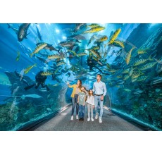 Dubai Aquarium & Underwater Zoo Basic Entry