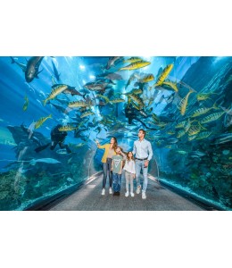 Dubai Aquarium Underwater zoo Basic Entry