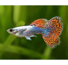Dumbo Ear Red Dragon Guppy (Male) - Poecilia reticulata