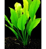 Echinodorus americanus - Pot