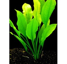 Echinodorus americanus - Pot