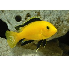 Electric Yellow Lab (Malawi) - Labidochromis caeruleus