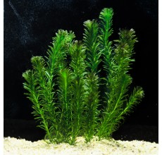 Elodea densa- Pot