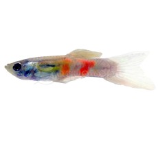 Emerald Green Endler's Guppy (Male) - Poecilia reticulata