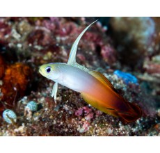 Firefish
