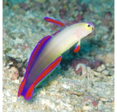 Flame Goby (Nemateleotris decora)