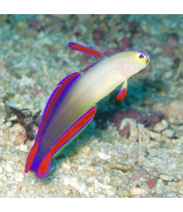 Flame Goby (Nemateleotris decora)