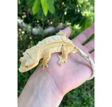 Geckos Crested