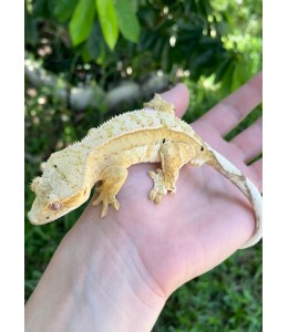 Geckos Crested
