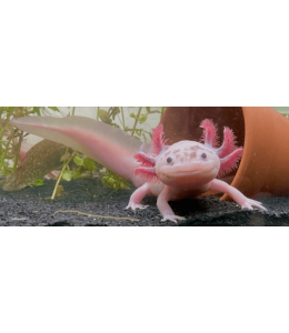 Golden / Pink Axolotl