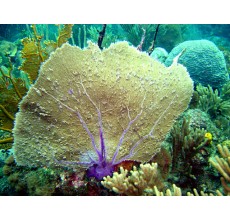 Gorgoniidae sp. Gorgonians Mixed Colours (Per Piece)