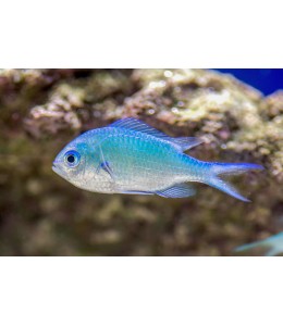 Green Chromis