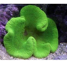 Green Saddle Carpet Anemone