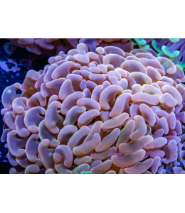 Hammer coral Full Toxic / Gold / Ultra (Large)