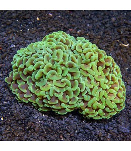 Hammer coral Full Toxic / Gold / Ultra (Medium)