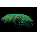 Hammer coral Full Toxic / Gold / Ultra (Small)