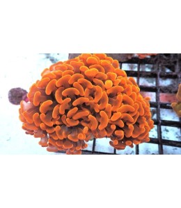 Hammer coral Orange / Gold / Yellow (CLUSTERS/ FRAG)