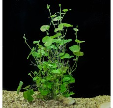 Hydrocotyle leucocephala