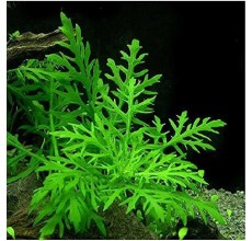 Hygrophila difformis-Pot